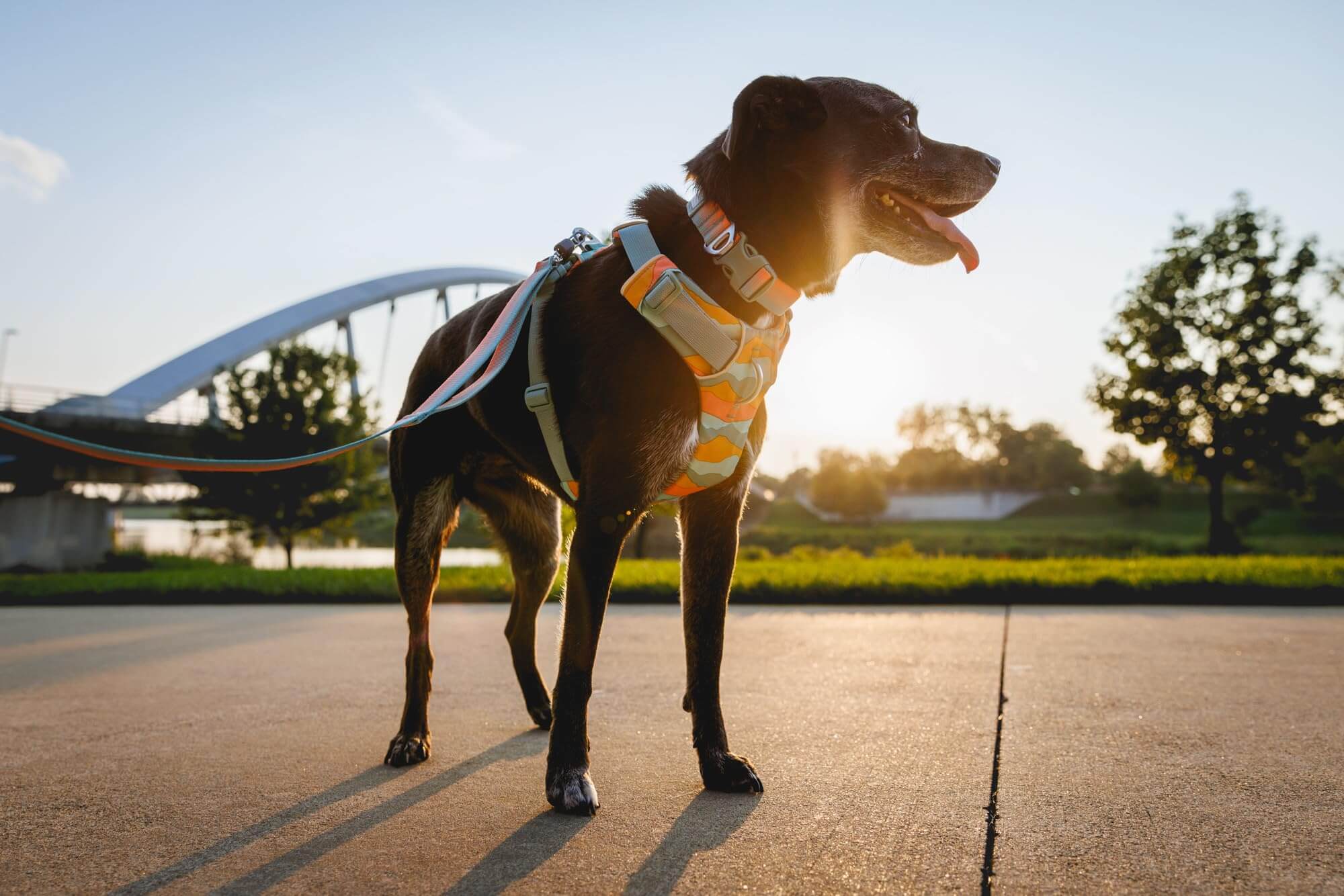 Ruffwear Front Range-Halsband