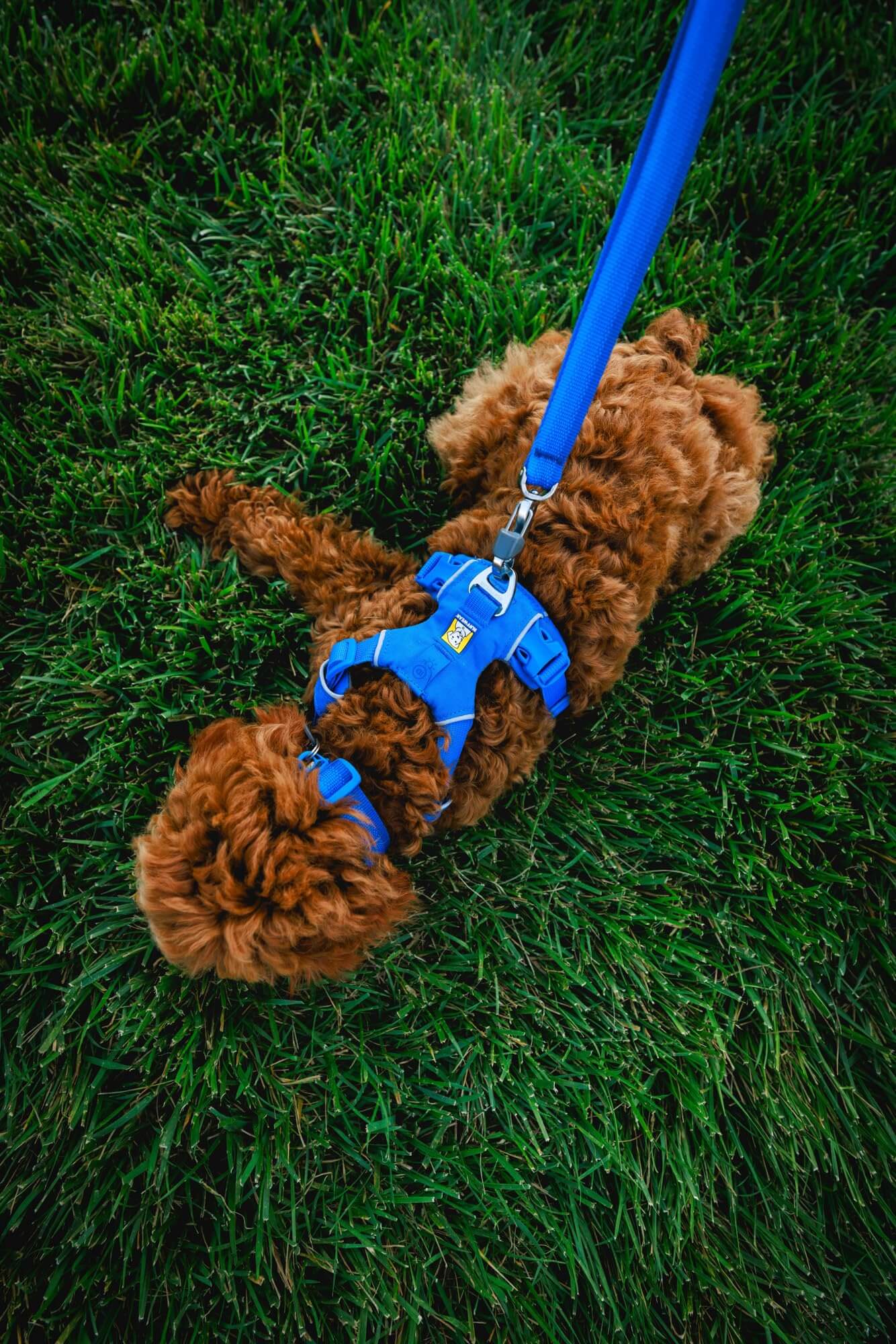 Ruffwear Front Range-Halsband